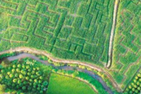 地膜玉米栽培新技術(shù)及措施